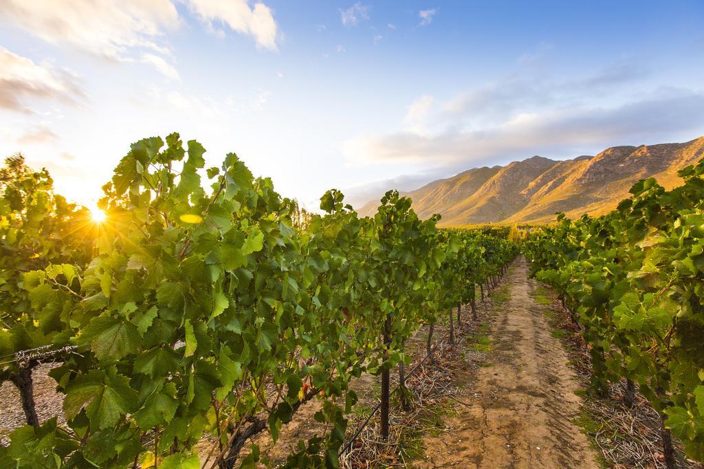 Hotel Klein Nektar Wine&Olive Estate Montagu Exterior foto